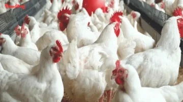 ارتفاع سعري.. بورصة الدواجن تحدد أسعار الفراخ البيضاء اليوم الأربعاء 3 ديسمبر 2025 داخل المزارع 1